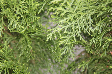 green moss background