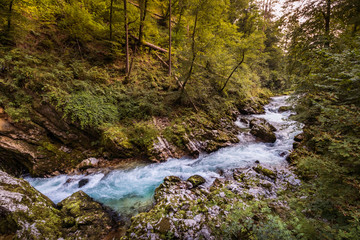 Fototapeta premium The mountain stream in the Gorge with Forest on both sides. Vintgar Gorge, Slovenia during summer