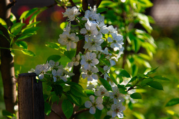 Blooming cherry tree in the garden. Cherry flowers close up.A bouquet flowers. Floral collage. Flower composition. Nature.