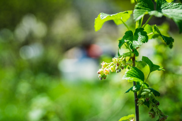 Blooming currant bush. Selective focus. 
