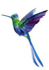 little bird, a hummingbird on an isolated white background, watercolor, hand drawing © Hanna