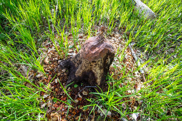 A destroyed tree by the teeth of a beaver.