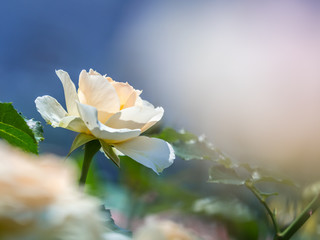 バラ rose