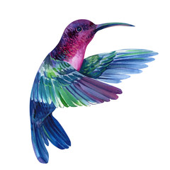 little bird, a hummingbird on an isolated white background, watercolor, hand drawing © Hanna