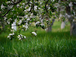 white flowers on blooming apple trees in the garden
