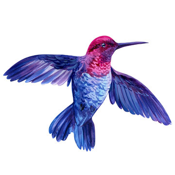 recommend clip art: little bird, a hummingbird on an isolated white background, watercolor, hand drawing