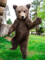 Foto op Plexiglas a small wild bear cub stood on its hind legs  © Alexey