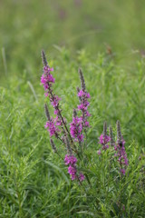 purple flowers in the field