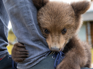 a small wild bear cub plays with a man © Alexey