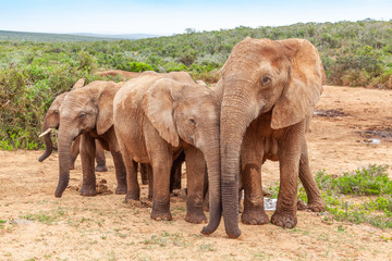 Fototapeta na wymiar Elephants in Addo Elephant National Park