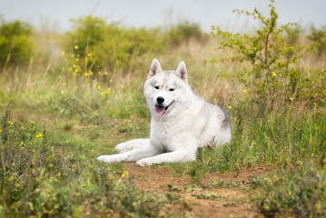 Naklejka na ściany i meble A portrait of a young grey and white Siberian husky male dog. He is lying down and enjoying resting. There is a lot of greenery, yellow flowers around him. The sky is grey.