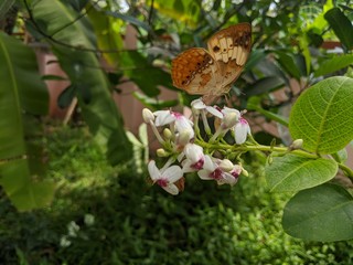 butterfly on a flower