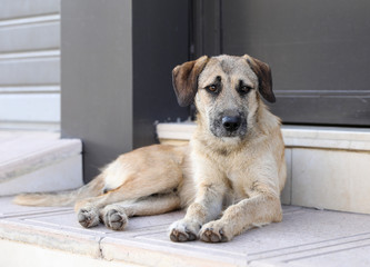 A flock of stray dogs.