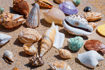 Obraz na płótnie Canvas Tropical landscape. different in shape seashells on the sand