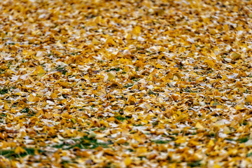 a ground covered with lots of autumn leaves