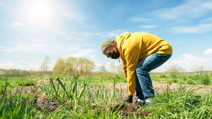 Naklejka na ściany i meble pensioner in yellow hoodie and disposable mask squats digging vegetable garden with shovel under blue sky