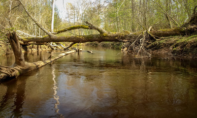 landscape with a small wild river bank, fallen tree trunks crossing the river, first spring greenery, view from a fishing boat