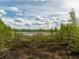 spring landscape in a peat bog, bog texture, Sedas moor, Latvia