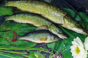 Two pike and perch lying on the leaves of water lilies.