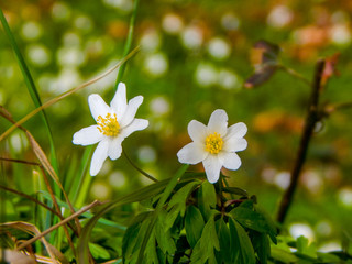 white and yellow flowers