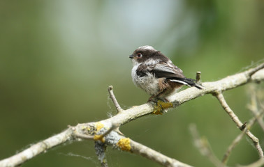 Fototapeta premium A cute baby Long-tailed Tit, Aegithalos caudatus, perching on a branch of a tree. It is waiting for the parent birds to come back and feed it with insects.