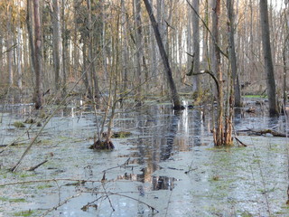 river in the woods