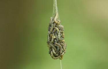 A number of Spindle Ermine Moth Caterpillar, Yponomeuta cagnagella, descending from a Spindle tree and are hanging in mid air on a silky thread after eating all the leaves on the tree.