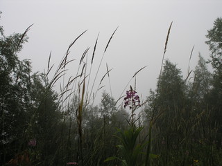 Fototapeta premium Wild Nature of Russia