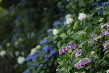 紫陽花の花
