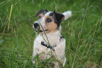 Hund im Gras