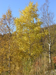 Wild Nature of Russia