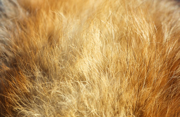 Animal fur as an abstract background.