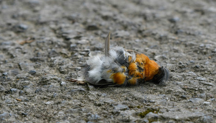Robin hit by a vehicle in the middle of a road in the countryside