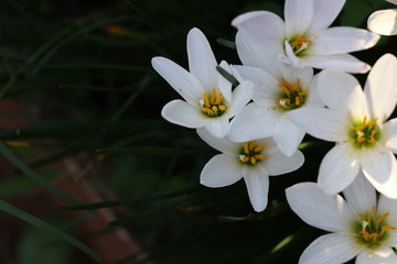 Fully bloomed white lilies which belongs to lilium species