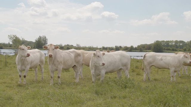 Pan of group of cows standing in beautiful meadow with river on the background