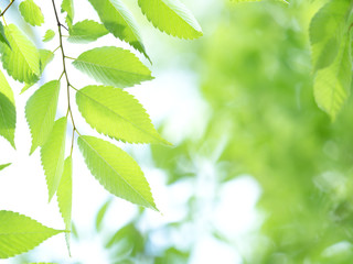 新緑のケヤキの葉