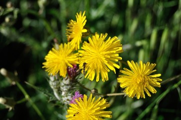 Flores silvestres amarillas