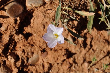 Flores silvestres blancas en primavera