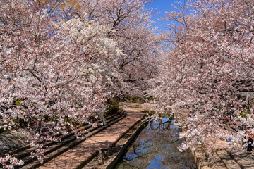 埼玉県の元荒川沿いの満開の桜並木