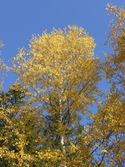 Wild Nature of Russia