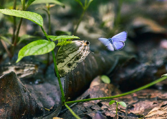 The blue and green wings butterfly gathering food on the leaf in macro shot. Flying around.