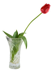 Red Tulip vase isolated on white background. Clipping path