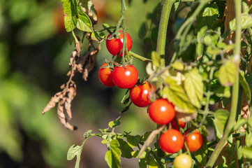Ripe tomatoes on a plant in nature.