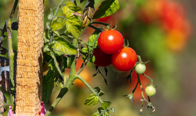 Ripe tomatoes on a plant in nature.