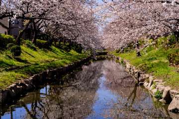 埼玉県の元荒川沿いの満開の桜並木