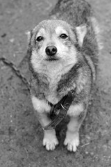 yard dog in black and white