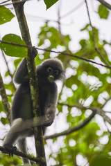 The Rhesus Macaque (Thai monkey) climbing on the tree in close up shot.