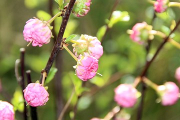 Prinzessinen Bl&uuml;te