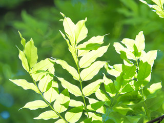 新緑のフジの葉