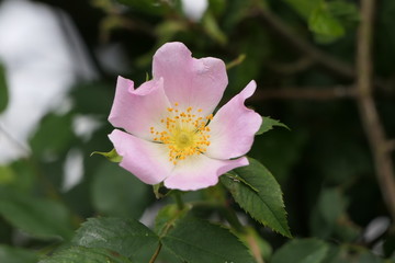 Blüte der Wildrose